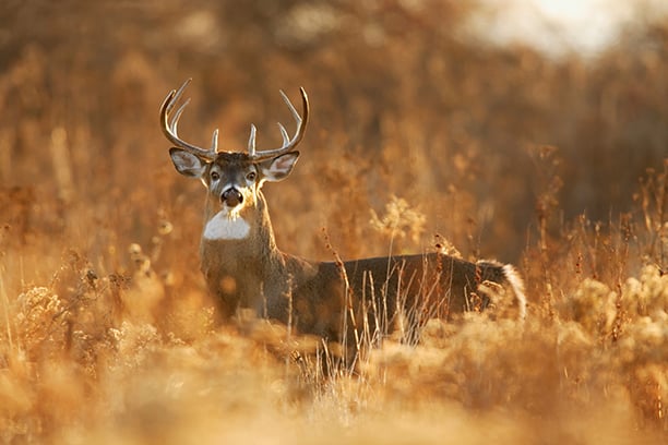 Ages of antlered deer still climbing in Illinois – Outdoor News