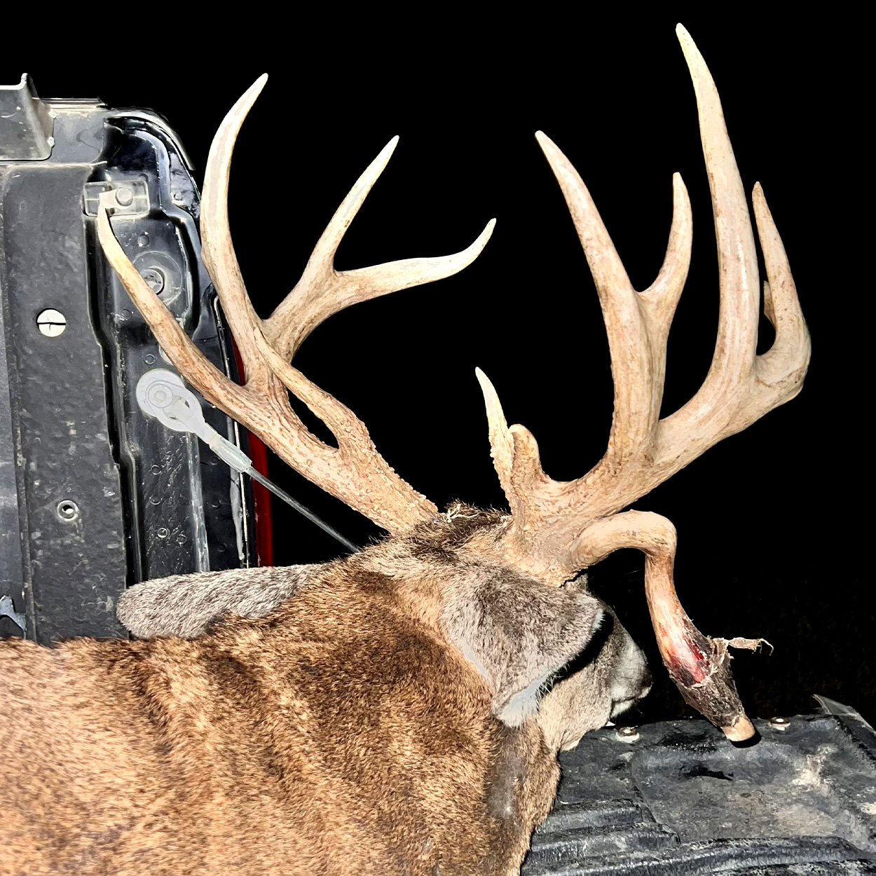 An up-close look at a 14-point buck's rack.