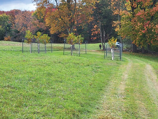 American chestnut nurseries offer hope for the future – Outdoor News