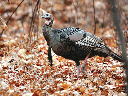 Ample birds, good hunting conditions equals fine season for Minnesota fall turkey hunters – Outdoor News