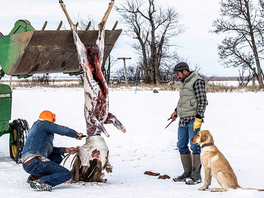 A man skins a deer as it hangs from a tractor scoop.