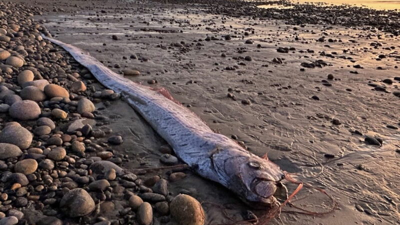 Another ‘Doomsday Fish’ Washed Ashore. Who’s Panicking?