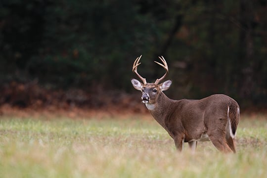 As deer season changes, it’s time to make rut adjustments – Outdoor News