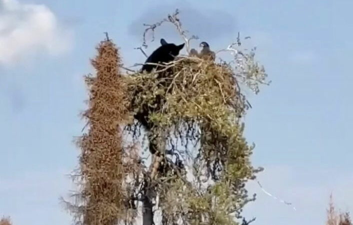 Bear Climbs Tree to Get to Eagle’s Nest in Insane Footage (Video)