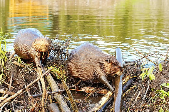 Beavers a growing problem in Michigan fish passages – Outdoor News