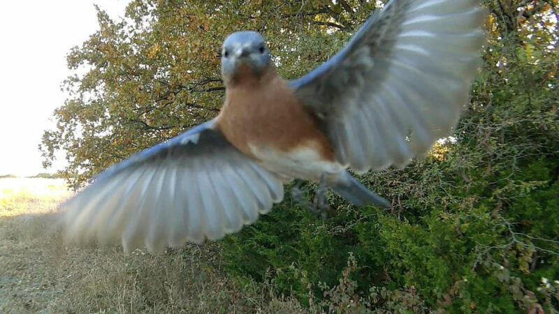 Bluebird Says ‘Hi’ to Trail Cam, See Cool Slow-Motion Footage