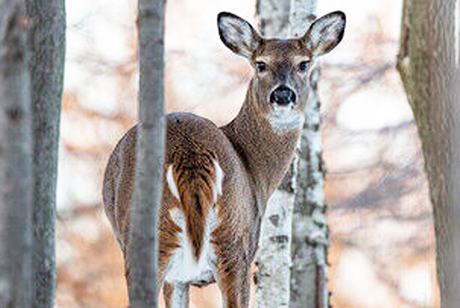 Bowhunter kills escaped game farm deer – Outdoor News