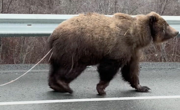 Brown Bear Spotted With Tapeworms Trailing From Its Backside