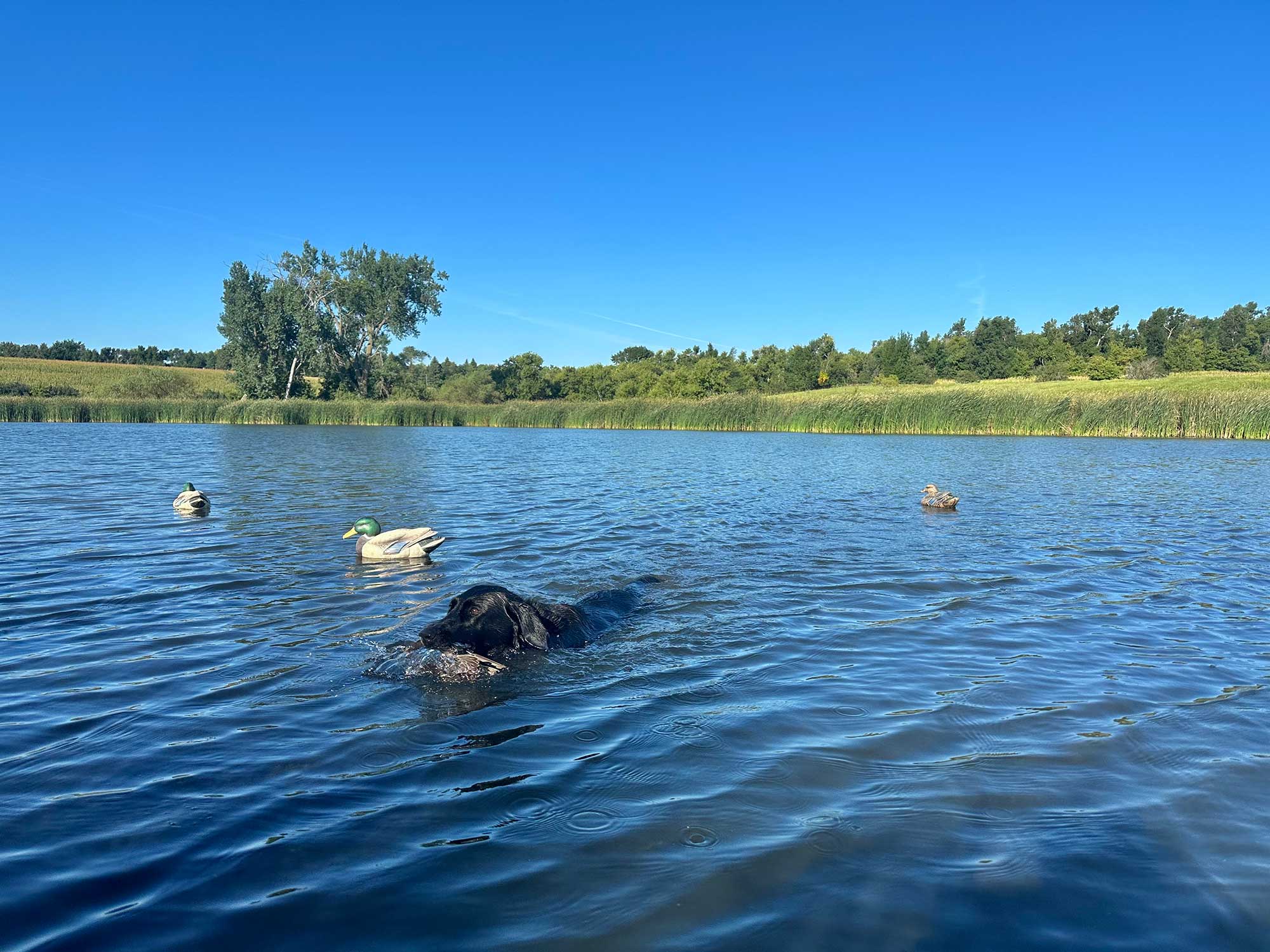 teal hunting