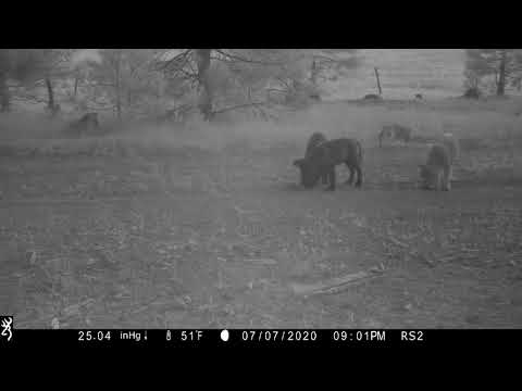 California’s Third New Wolf Pack This Year Discovered in the Sierra Valley