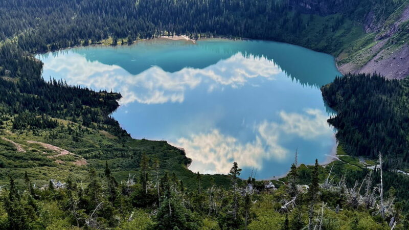 Can You Spot the Moose Chillin’ at Glacier National Park?