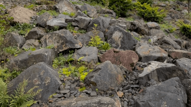 Can You Spot the Snow Leopard? (Hint: It’s Looking Right at You)