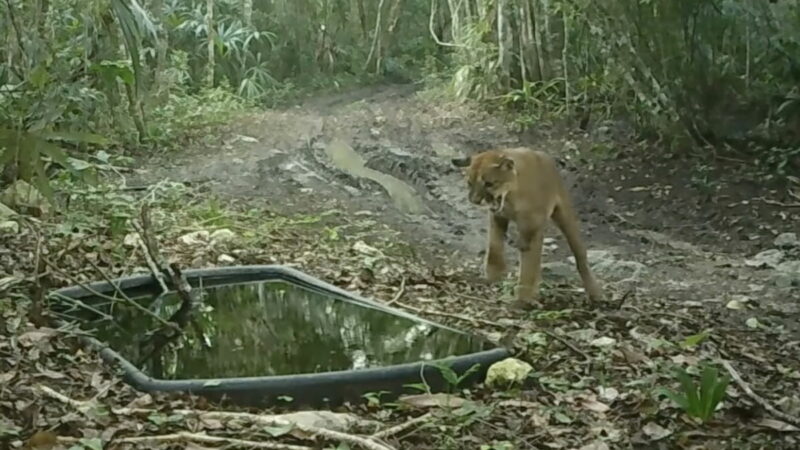 Caught on Trail Cam: Puma Sees Its Reflection and Doesn’t Like It