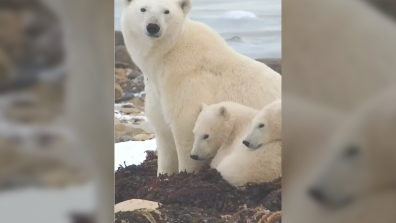 Churchill Trail Cams Capture Polar Bear Mom and Cubs (Video)