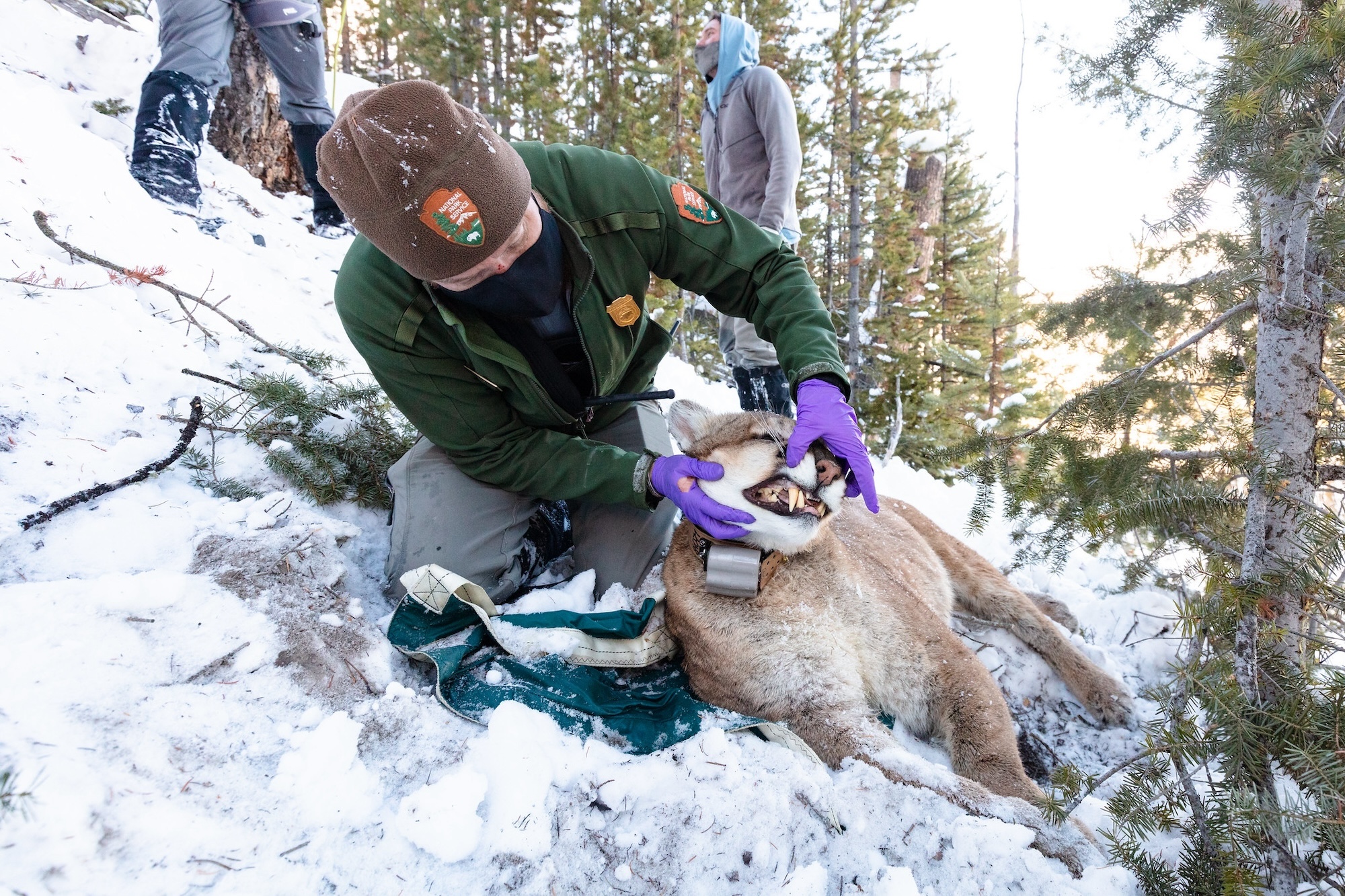 Biologist checks a mountain lion's teeth.