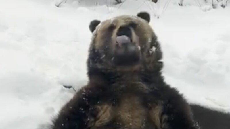 ‘Comfy’ Grizzly Bear Catches Snowflakes on Its Tongue (Video)