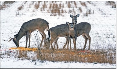 CWD found in New York’s Herkimer County whitetail – Outdoor News