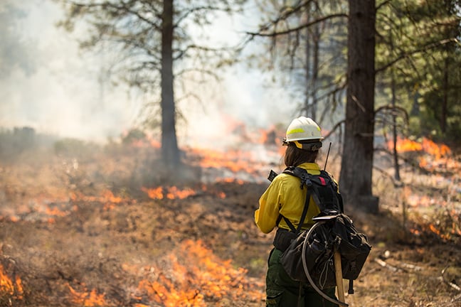 Dan Ladd: Rare November wildfires take a toll on New York – Outdoor News