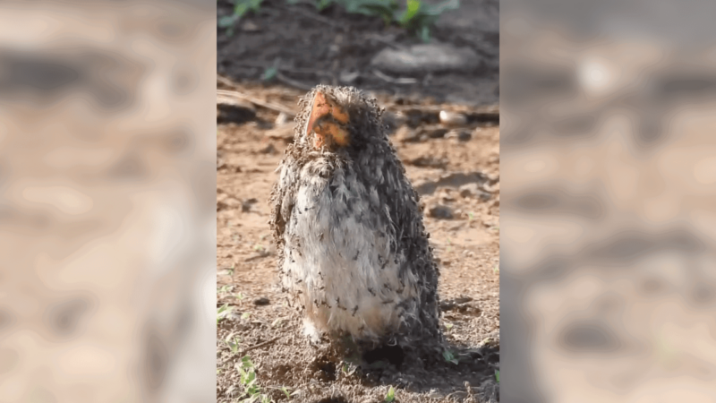 Disturbing Video of Ants Swarming Bird Has Surprising Explanation