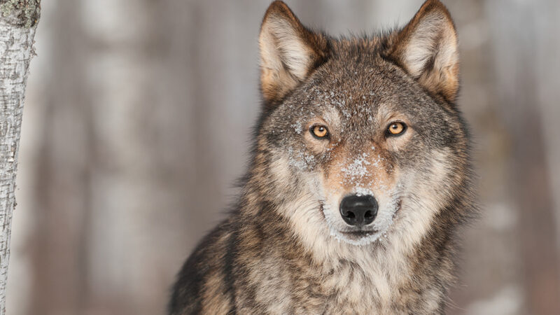 DNR says wolf population in state continues to be stable in Minnesota – Outdoor News