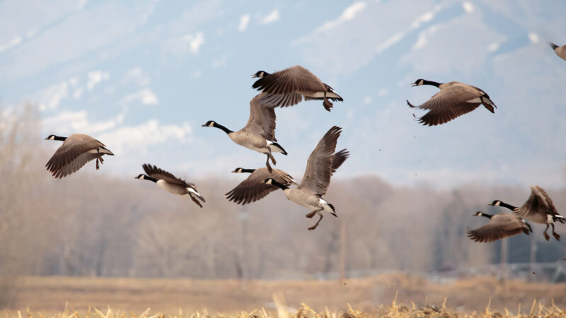 Do geese get scared? The Swedes aimed to find out – Outdoor News