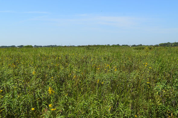 Doolittle Prairie is one of the most diverse places in Iowa despite its small size – Outdoor News