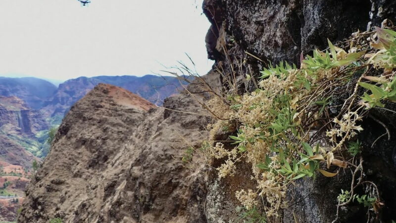 Drone Collects Flower From a Remote Cliff—It’s a New Species