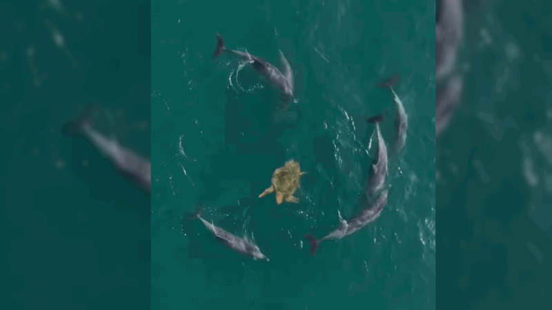 Drone Footage Captures Moment Dolphins Surround a Turtle