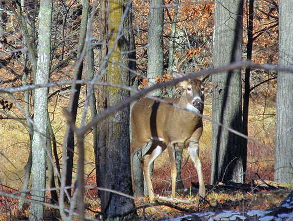 Early deer bow kills lag in Wisconsin after 8 weekends – Outdoor News