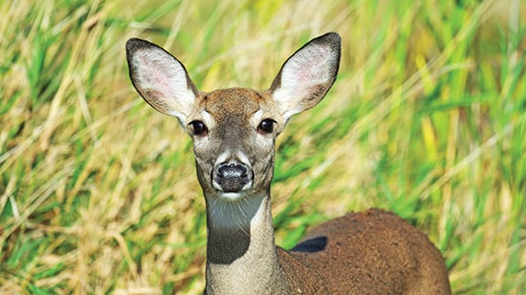 Early deer kill slides down a bit in Ohio – Outdoor News