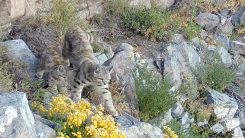 Elusive Andean Cat Guides Her Kitten in Rare Trail-Cam Footage