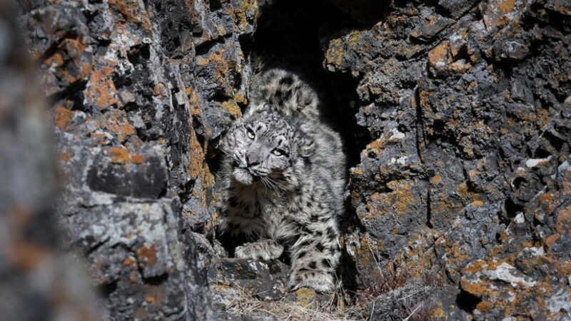 Elusive ‘Ghost of the Mountains’ Caught on Camera in Central Asia