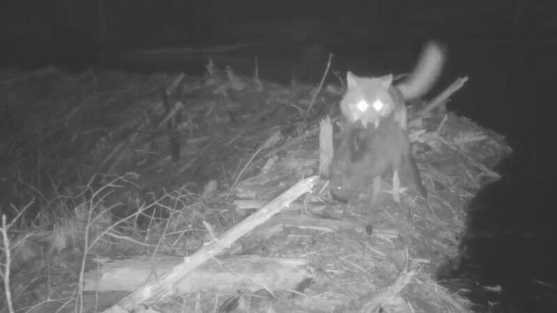 ‘Exceptionally Rare’ Footage: Wolf Hunts Beaver on Trail Cam