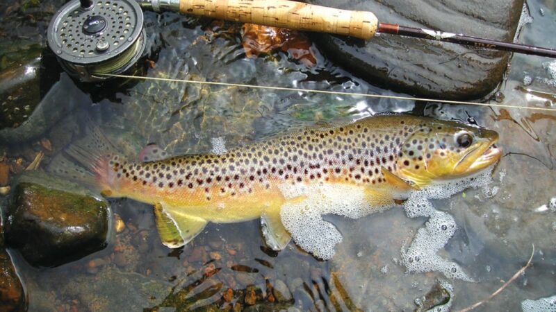 Fall is a great time to target northeast Iowa’s trout streams – Outdoor News