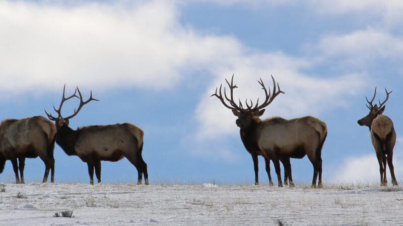 Feds Are Officially Reimbursing Hunters Who Shoot Non-Tox on These 7 Refuges