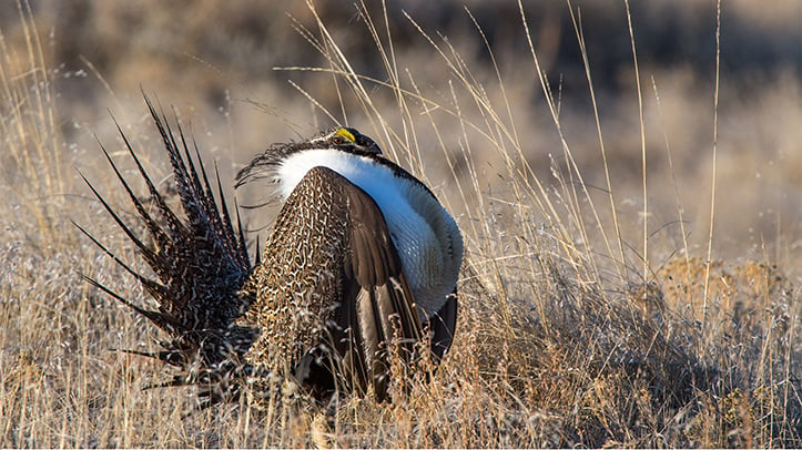 Feds to restrict drilling, renewables in U.S. West to aid the sage grouse – Outdoor News