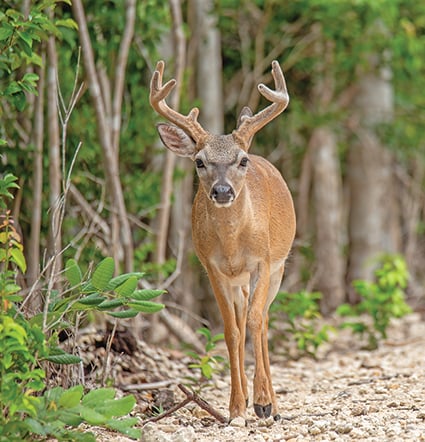 Florida’s iconic Key deer face an uncertain future – Outdoor News