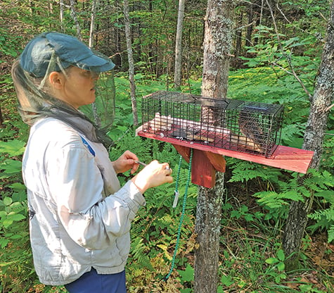 Flying squirrels in Minnesota? Researchers study populations that are currently colliding – Outdoor News