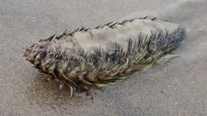 ‘Furry Creature’ With Iridescent Fringe Turns up on a Beach (Video)