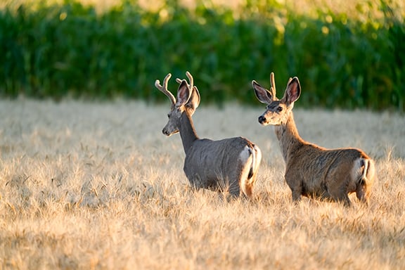 Getting you ready for the 2024 North Dakota firearm deer season – Outdoor News