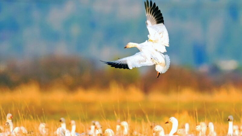 Giant Canada, snow goose populations ‘robust,’ white-fronted geese in decline in Illinois – Outdoor News