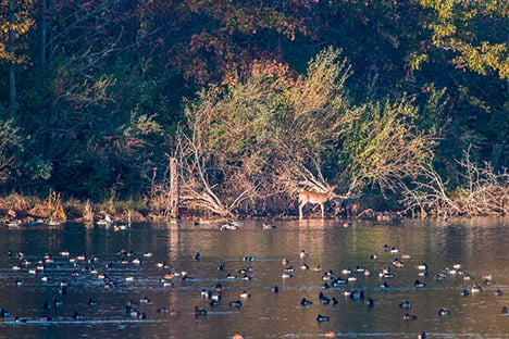 Gretchen Steele: Delta Waterfowl Foundation opposes the proposed Great Rivers National Park in Illinois – Outdoor News