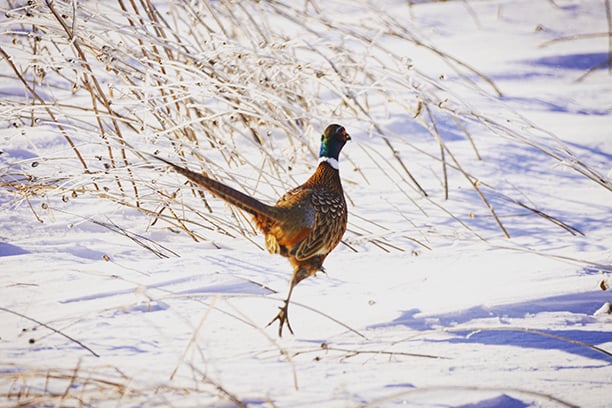 Here’s how to help your dog figure out the tough bird recoveries – Outdoor News