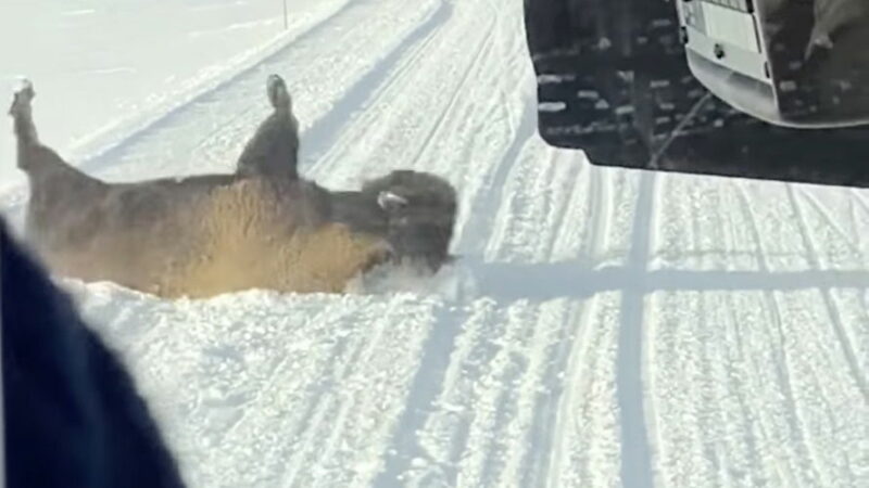 Hilarious ‘Bison Tantrum’ Stops Tour Bus in Yellowstone (Video)