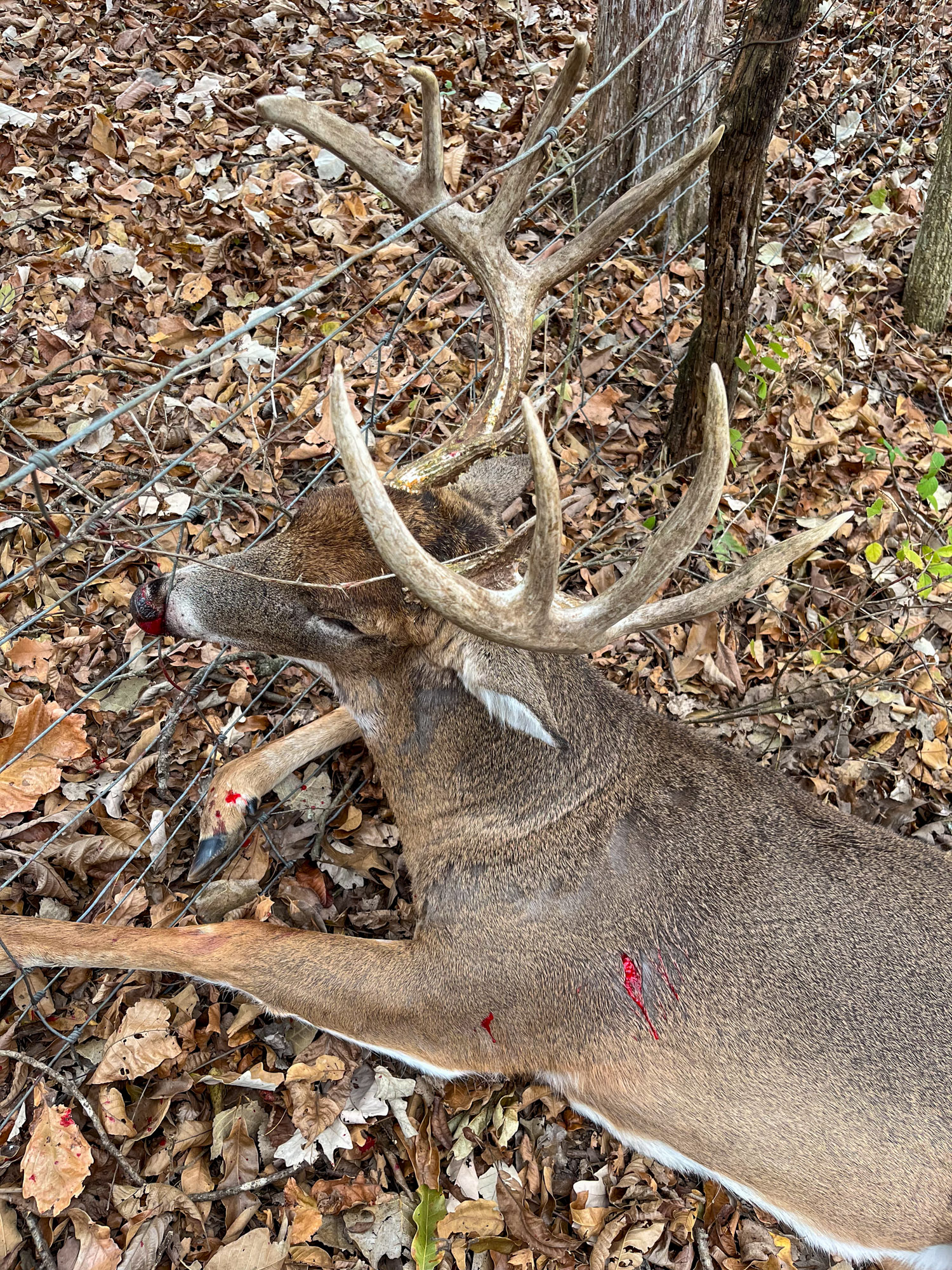 A big buck that fell in a fence.