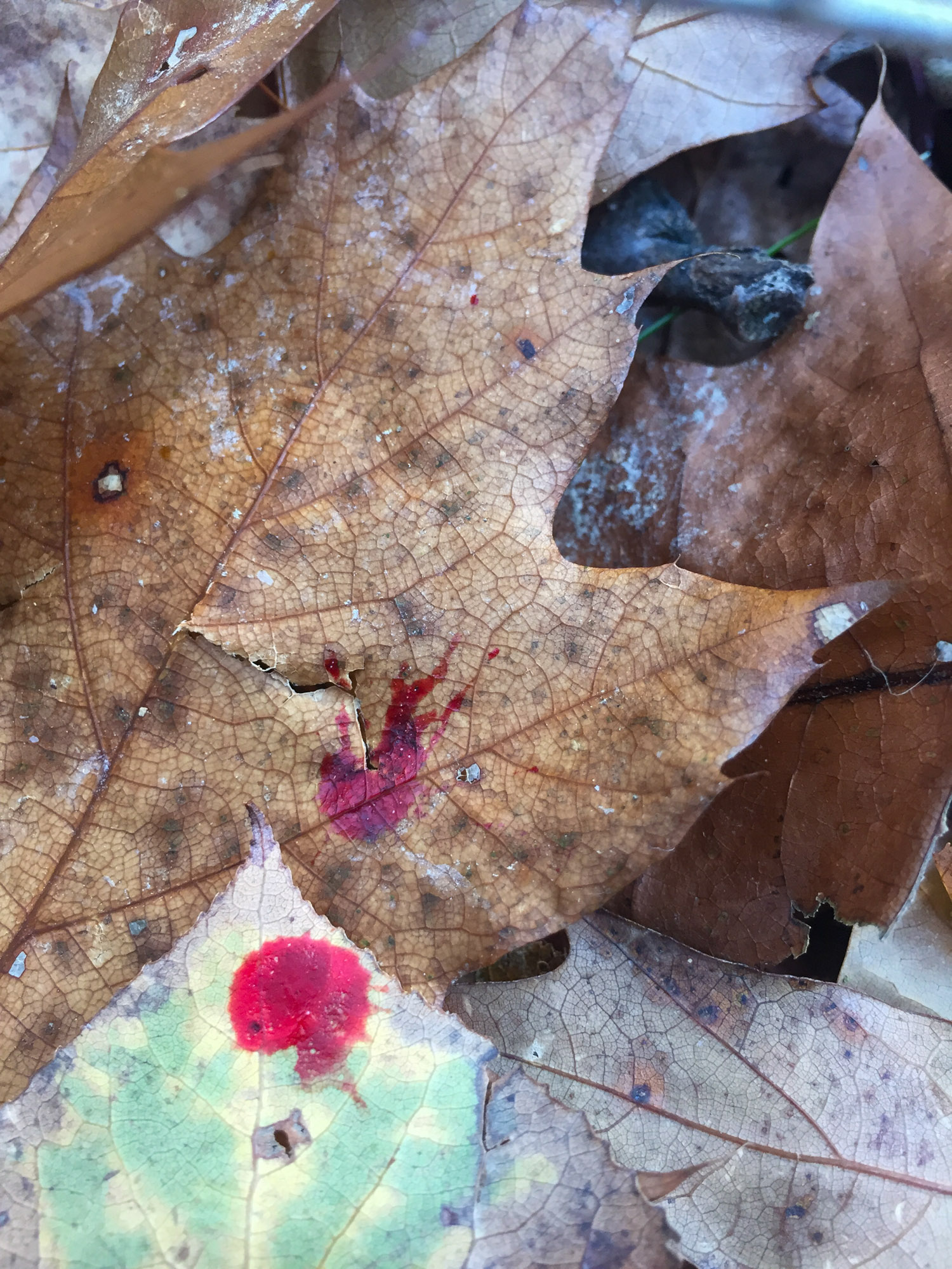 Leaves on the ground with a few drops of blood.