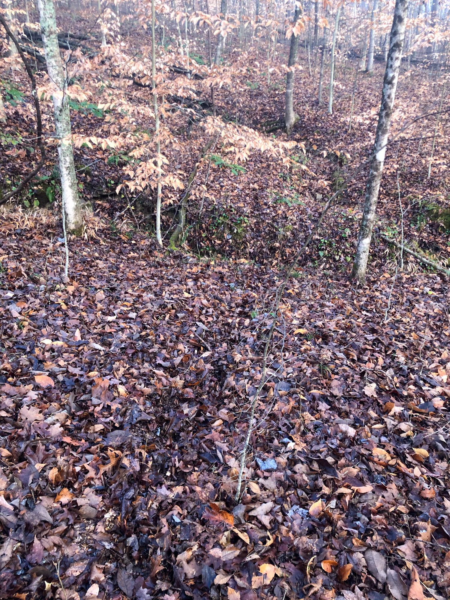 A deer trail in the wet leaves.