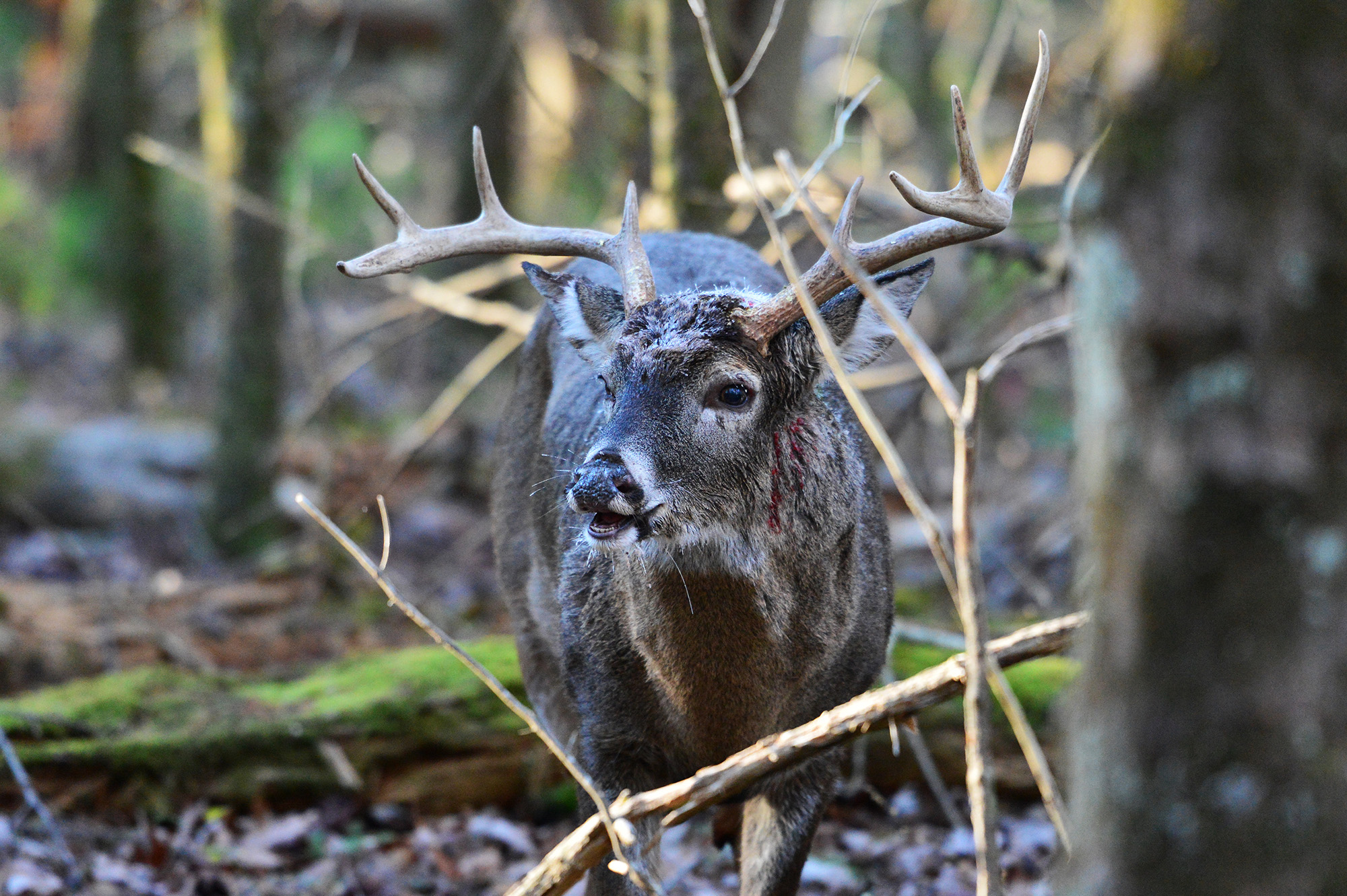 A bloody buck walks through the woods.