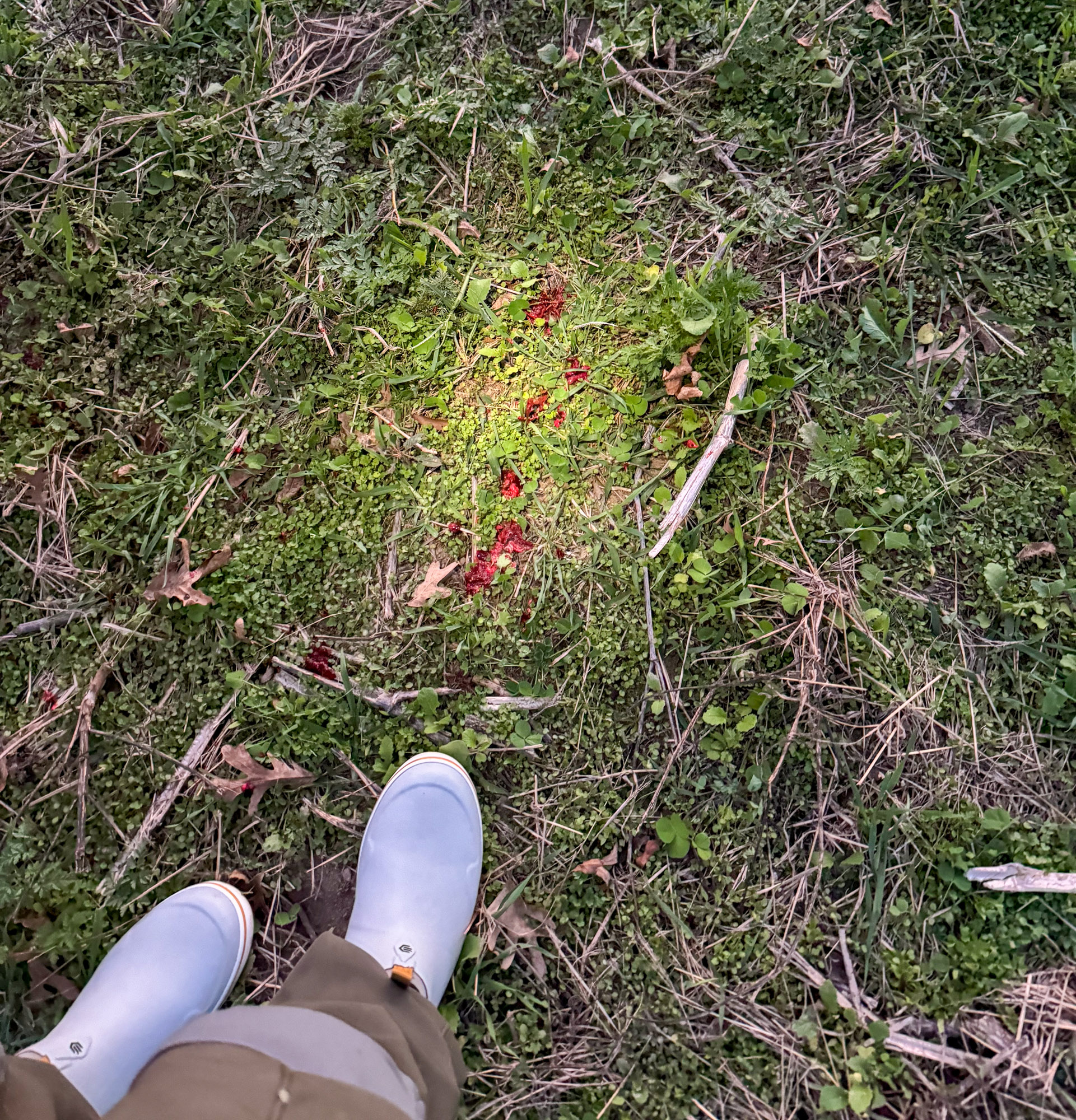 Blood at the hit site of a deer hunt.