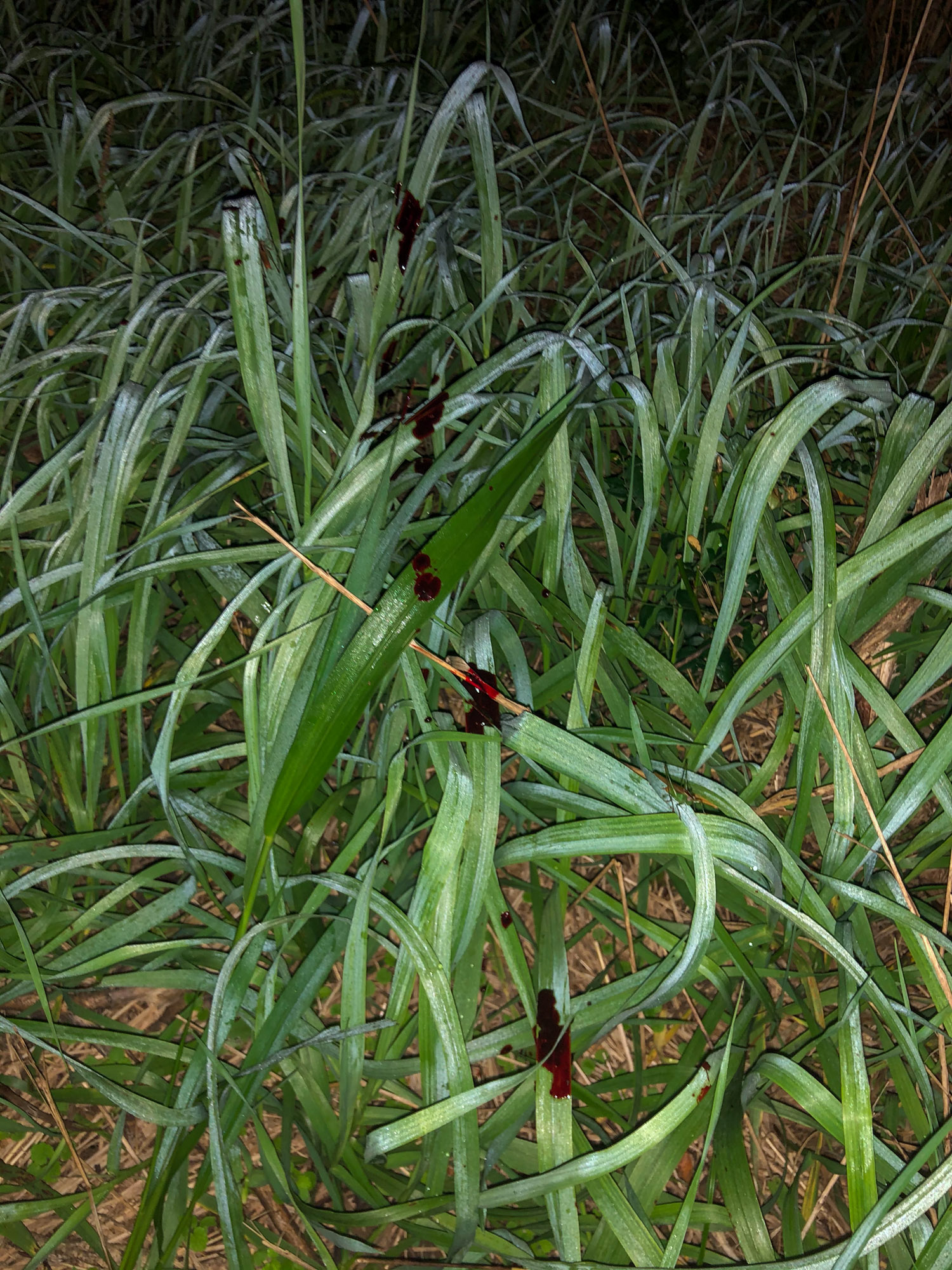 Dark blood on grassy undergrowth.